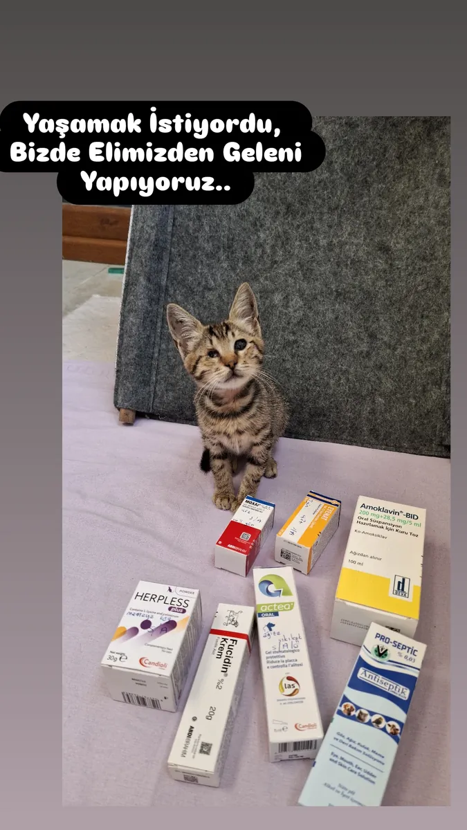 虎斑猫