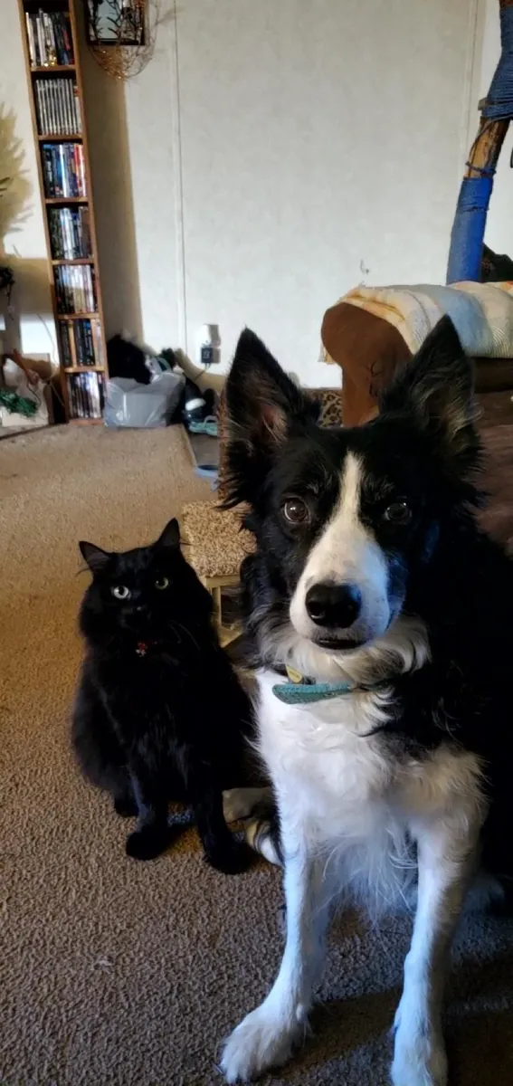Border collie qui a besoin d'une maison plus active