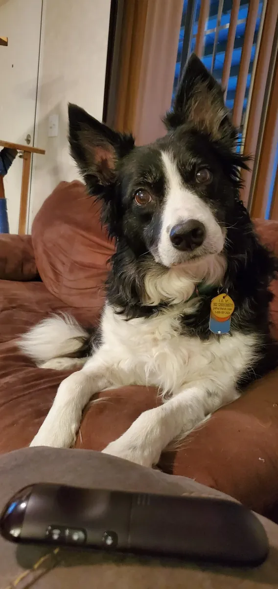 Border collie qui a besoin d'une maison plus active