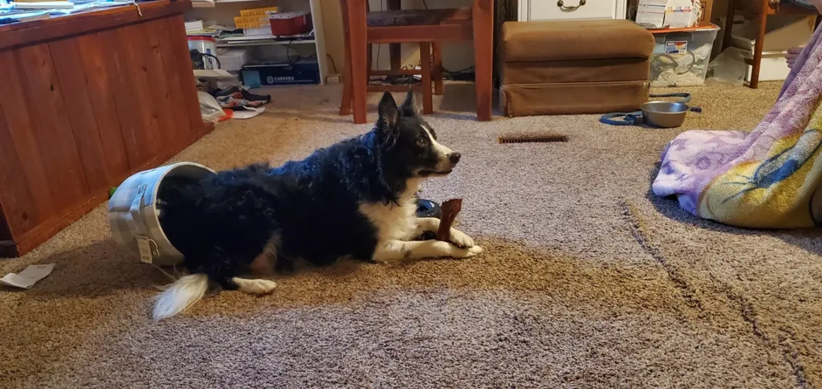 Border collie qui a besoin d'une maison plus active