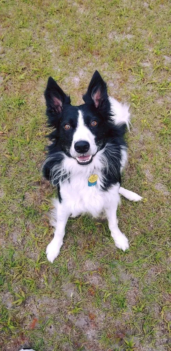 Border collie qui a besoin d'une maison plus active