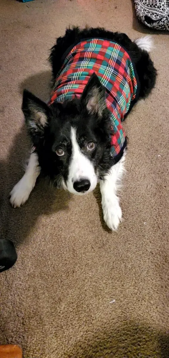 Border collie qui a besoin d'une maison plus active