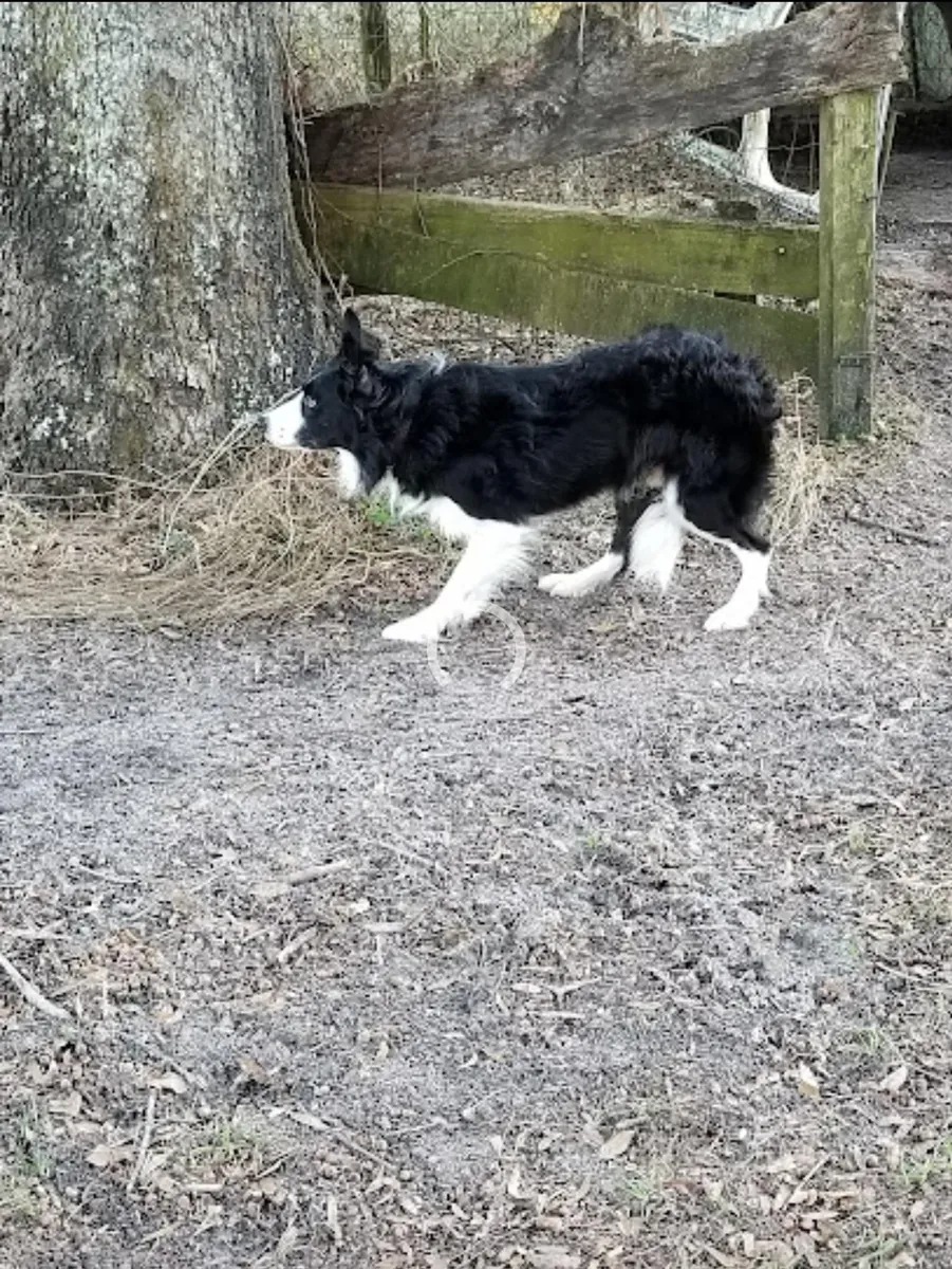 Border collie qui a besoin d'une maison plus active