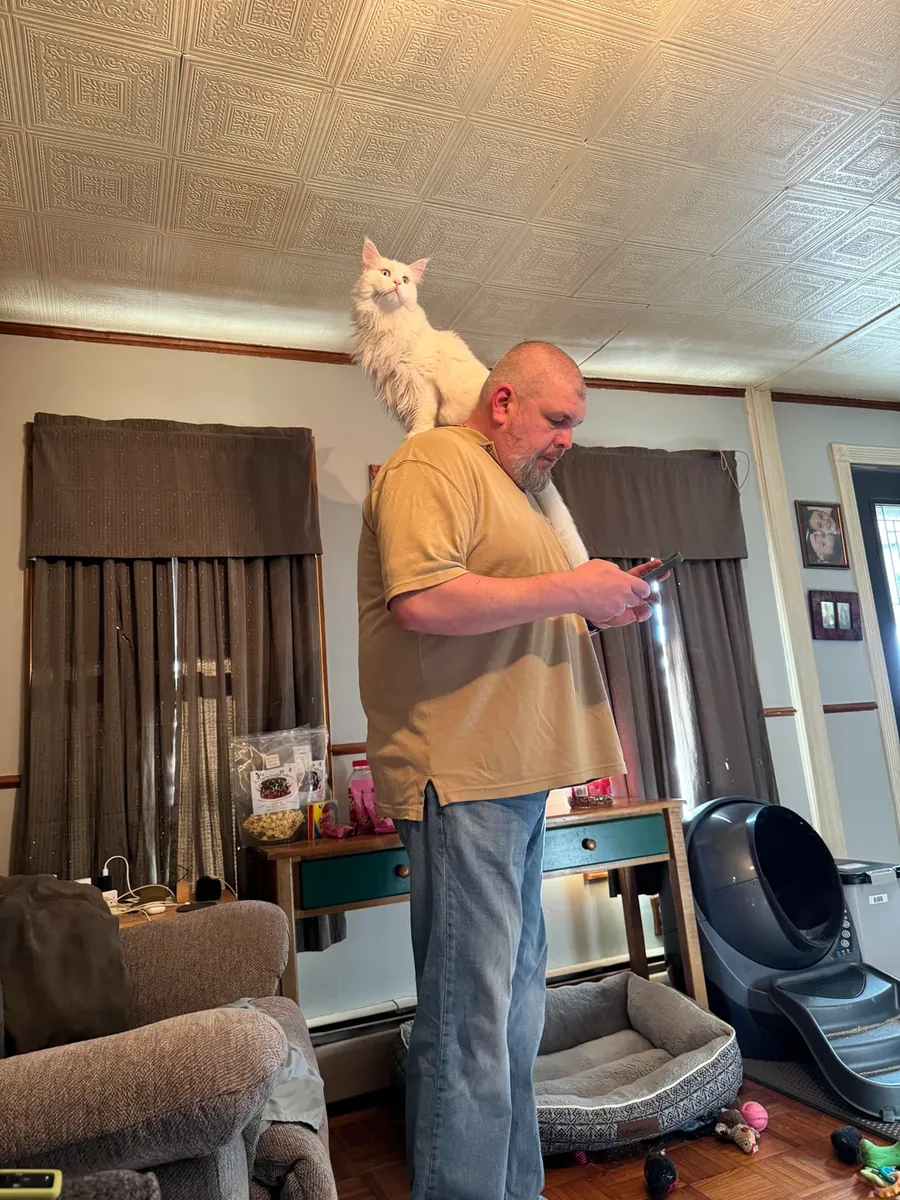 Grand chat Maine Coon élevé en intérieur