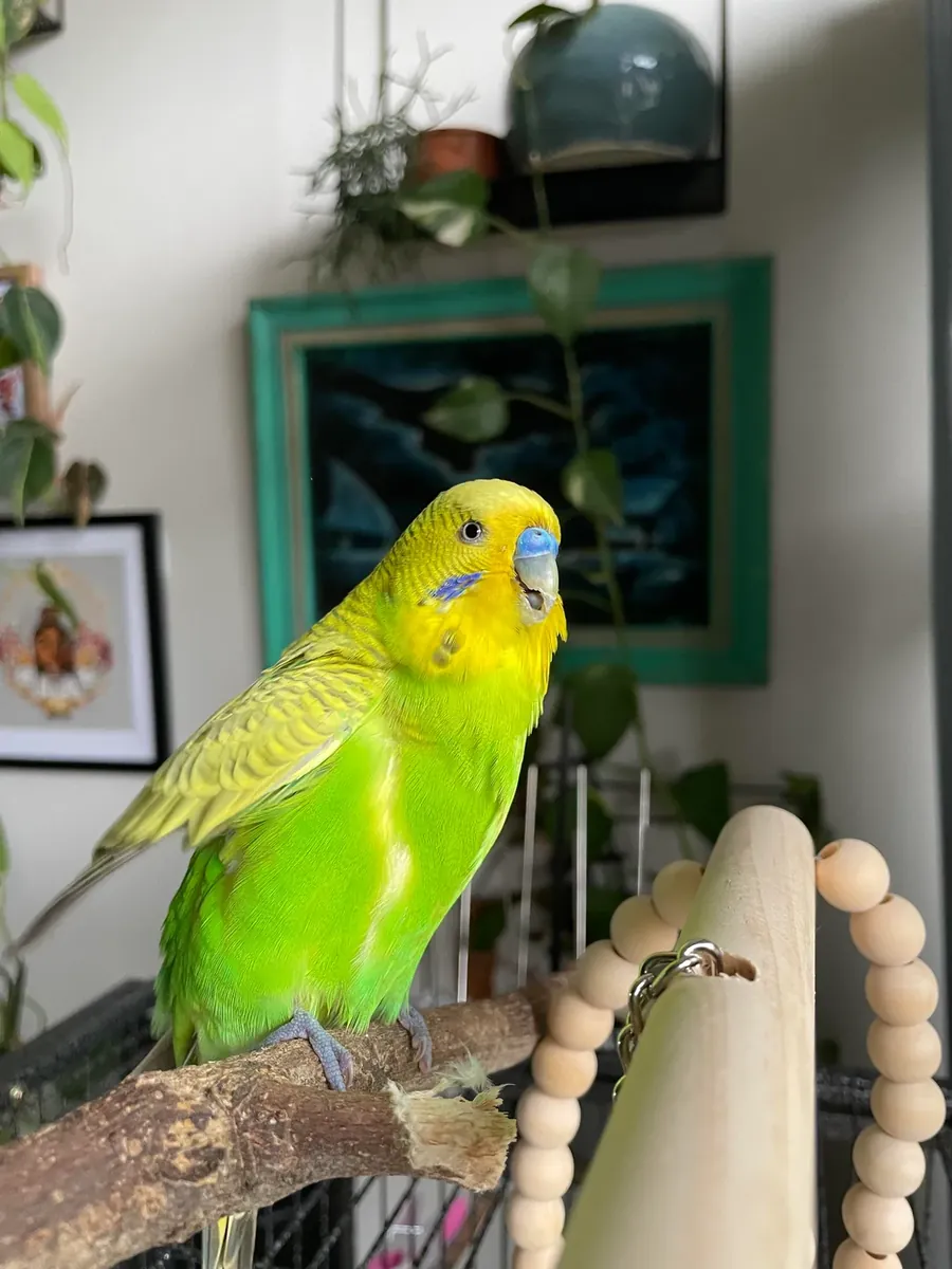 La perruche était habituée à vivre parmi les gens