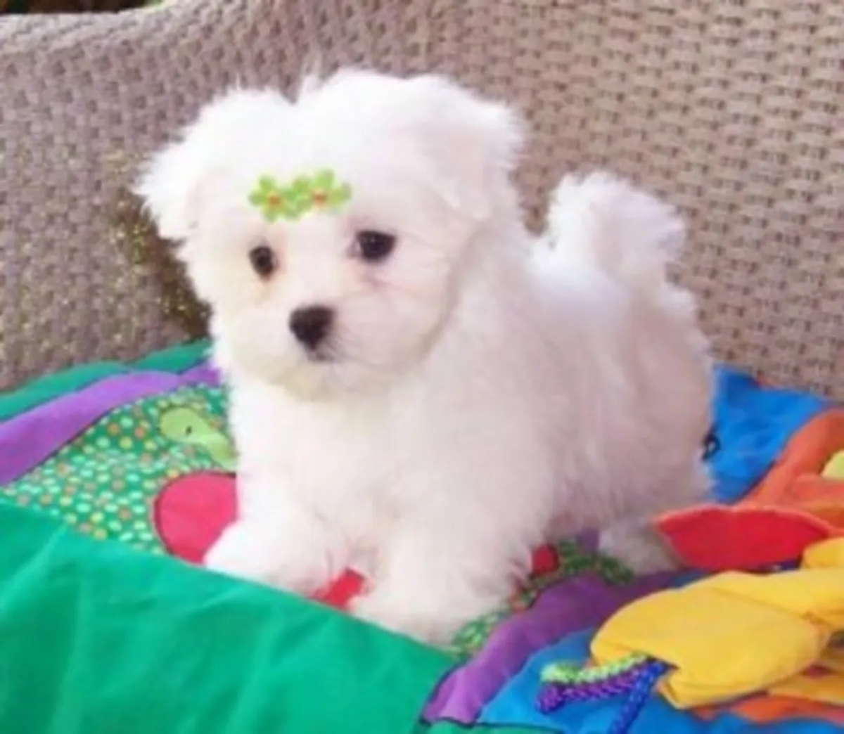 Cuccioli di Maltese T-Cup