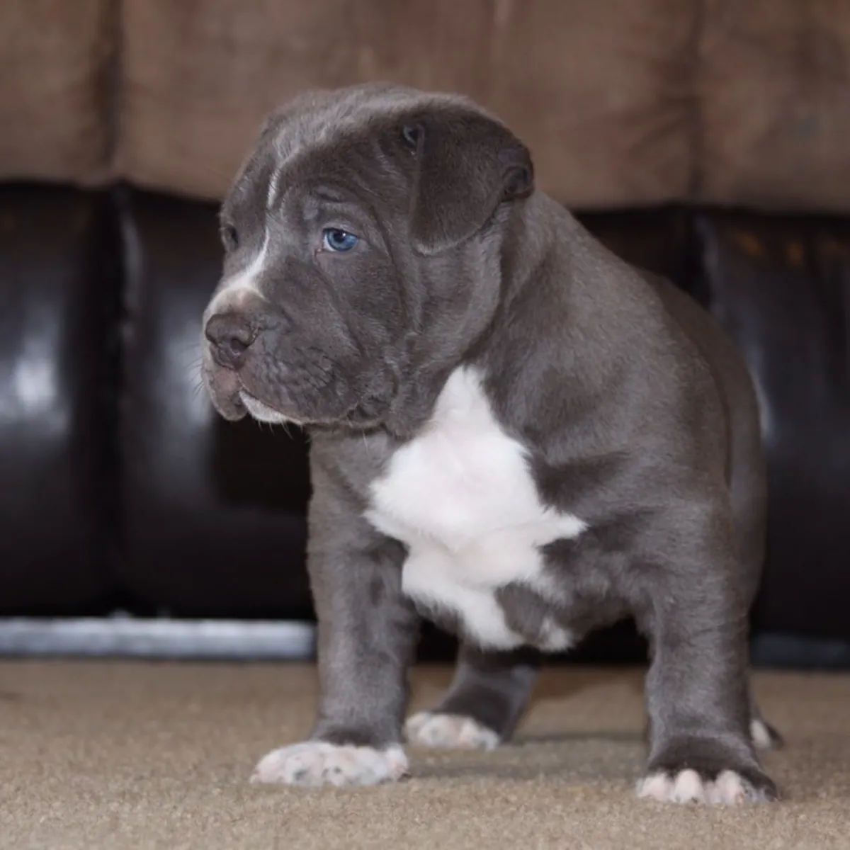 Bellissimi cuccioli di American Pitbull