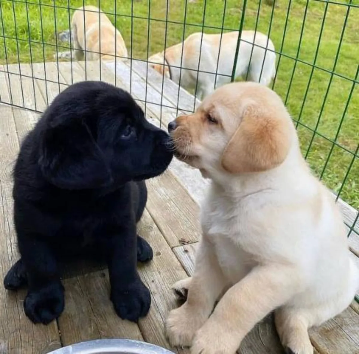 Cachorros de Labrador en adopción