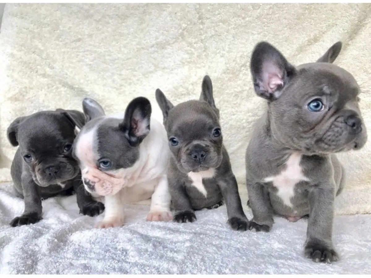 可爱的法国斗牛犬小狗