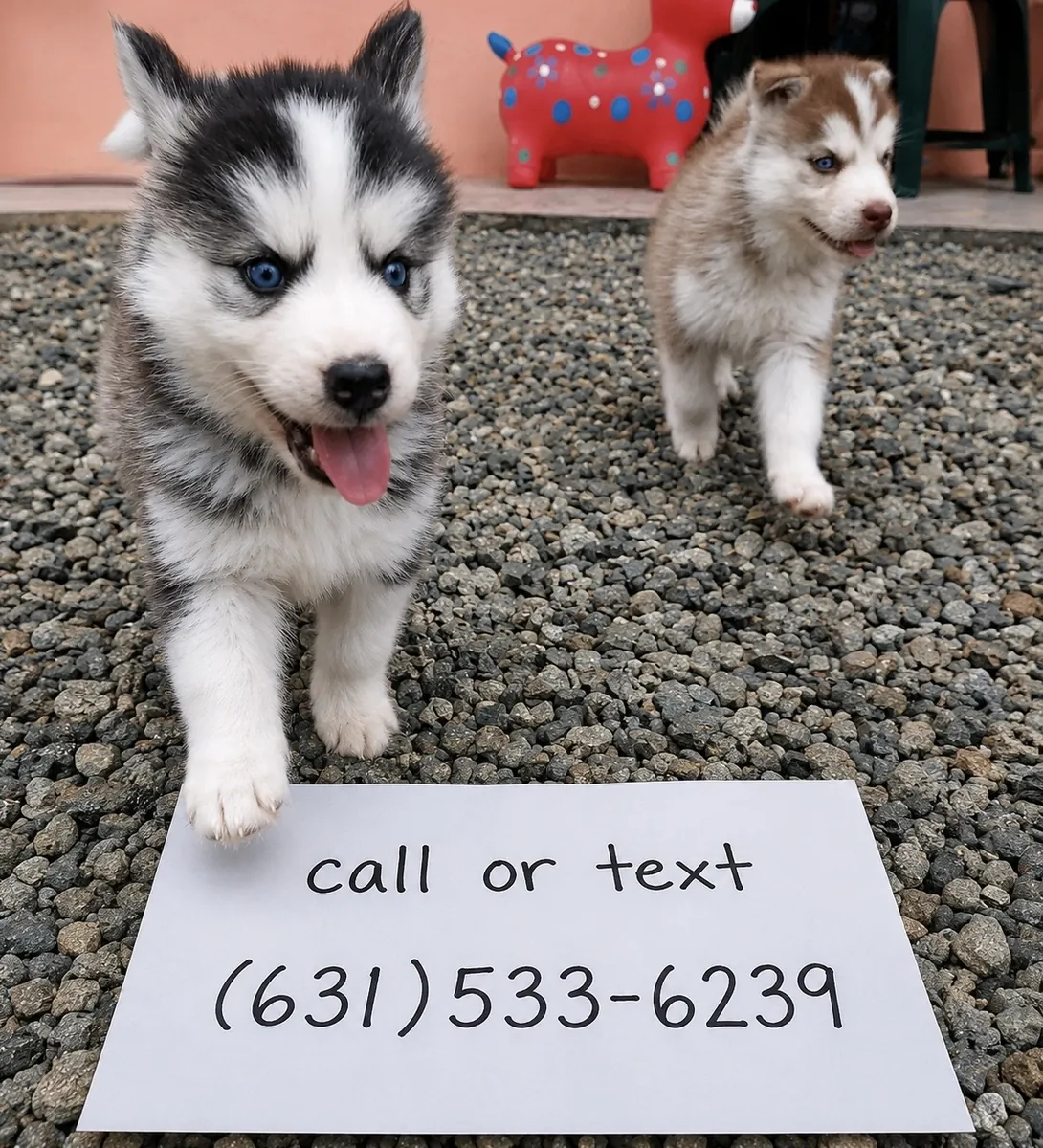 Siberian Husky puppy for sale 