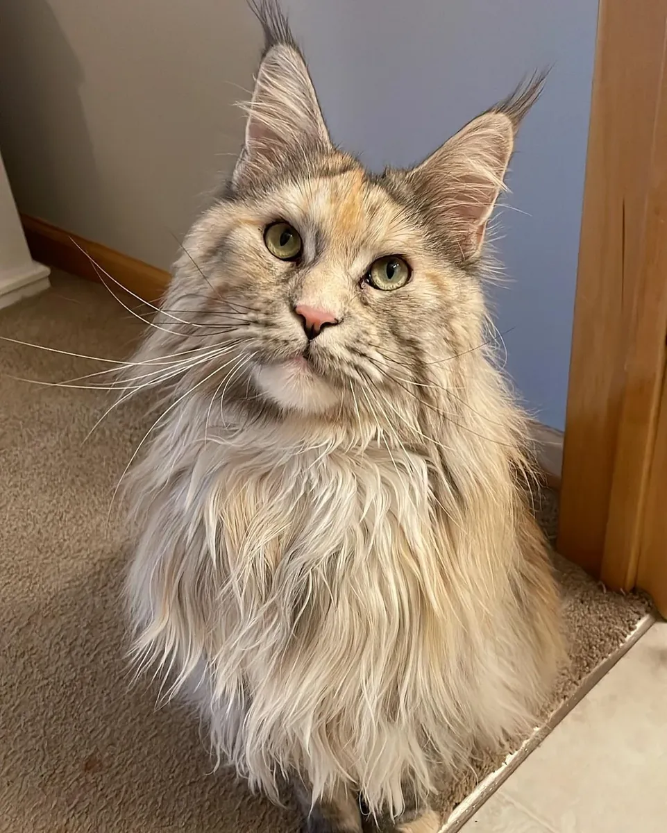 Grand chat Maine Coon cherche un foyer calme