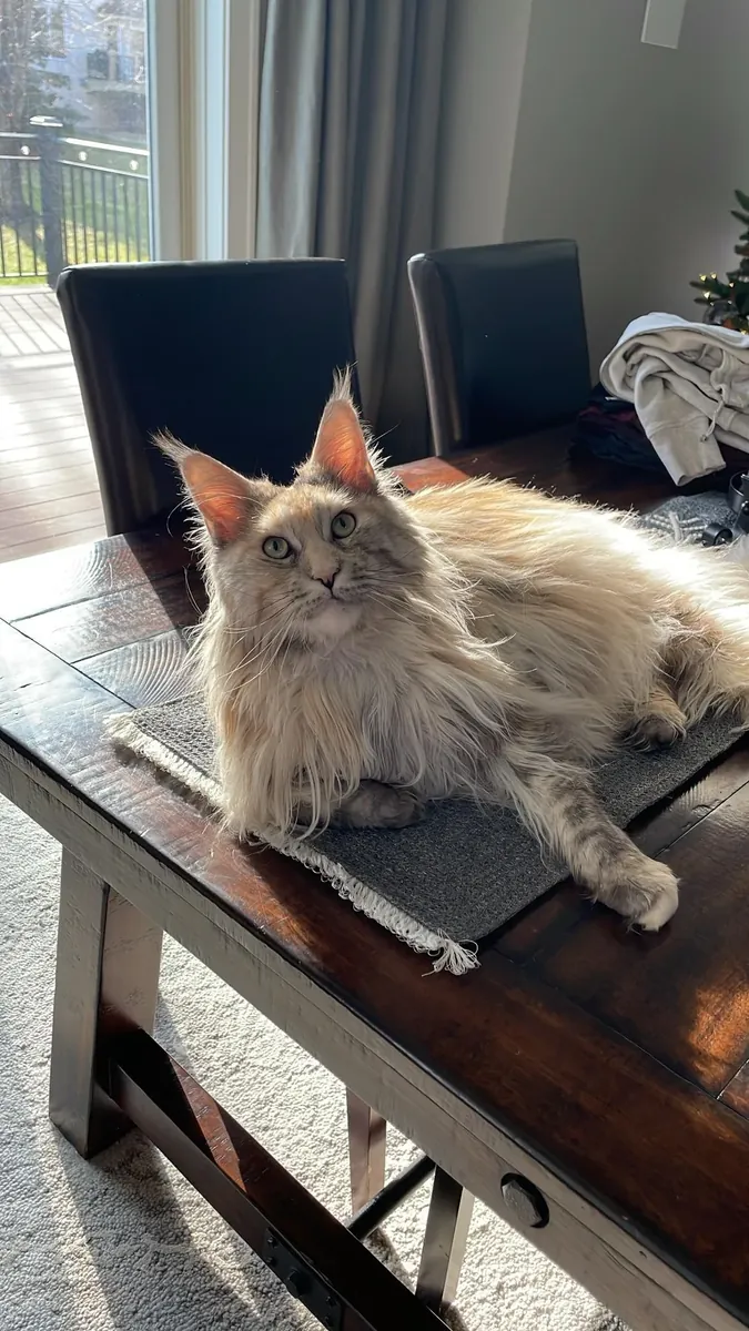 Grand chat Maine Coon cherche un foyer calme