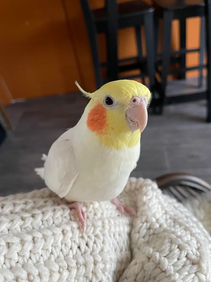 Calopsitte élevée parmi les humains
