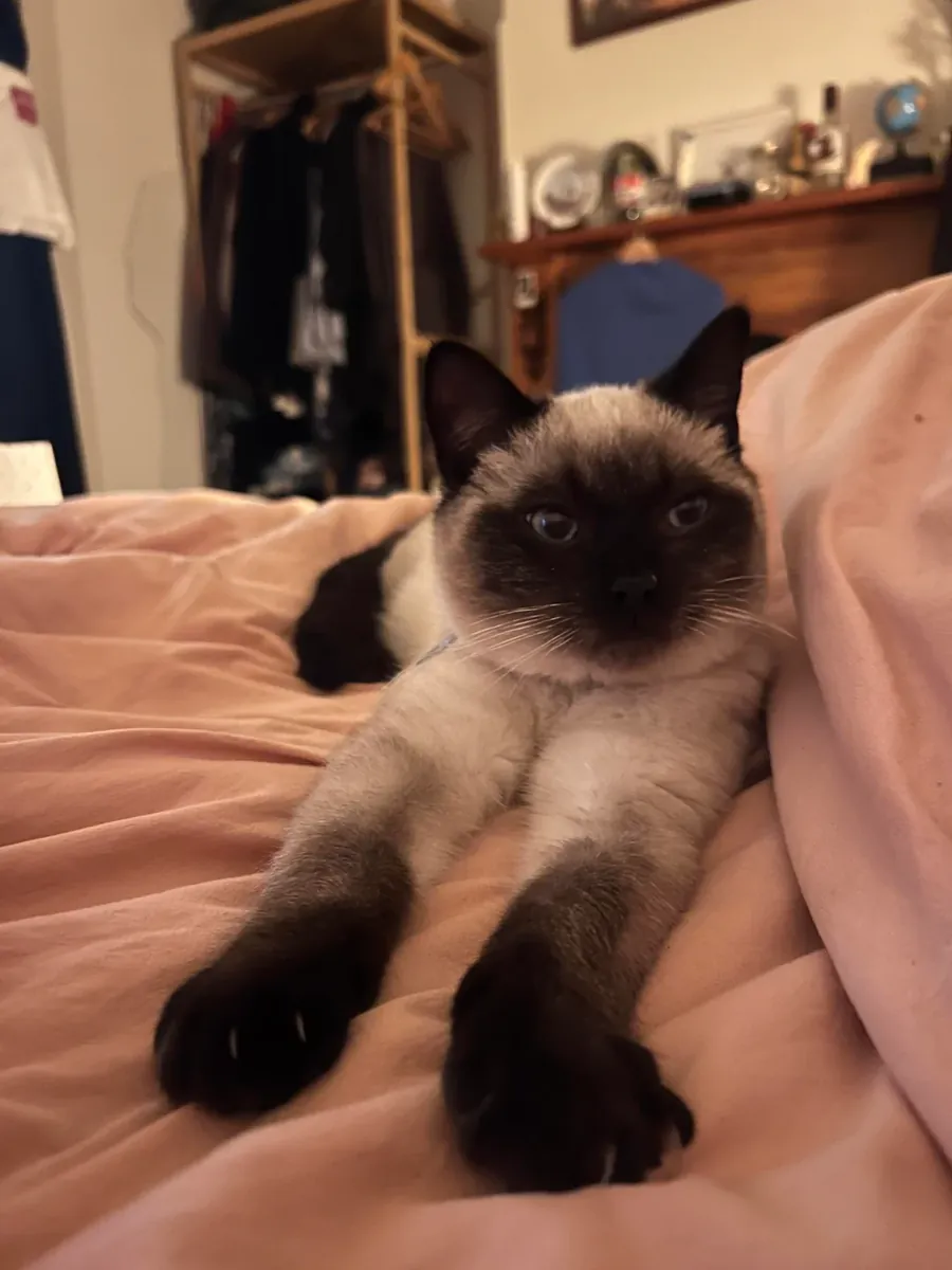 Chat siamois habitué à la vie en appartement