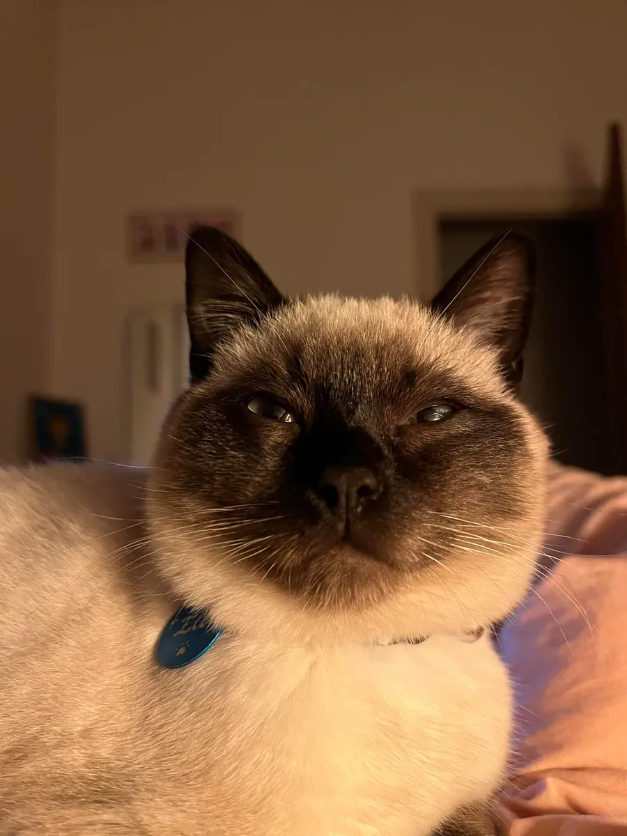 Chat siamois habitué à la vie en appartement