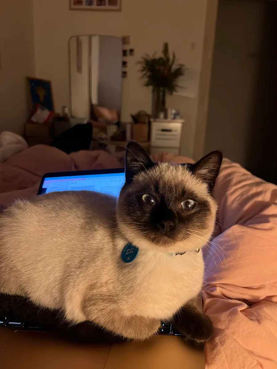 Chat siamois habitué à la vie en appartement