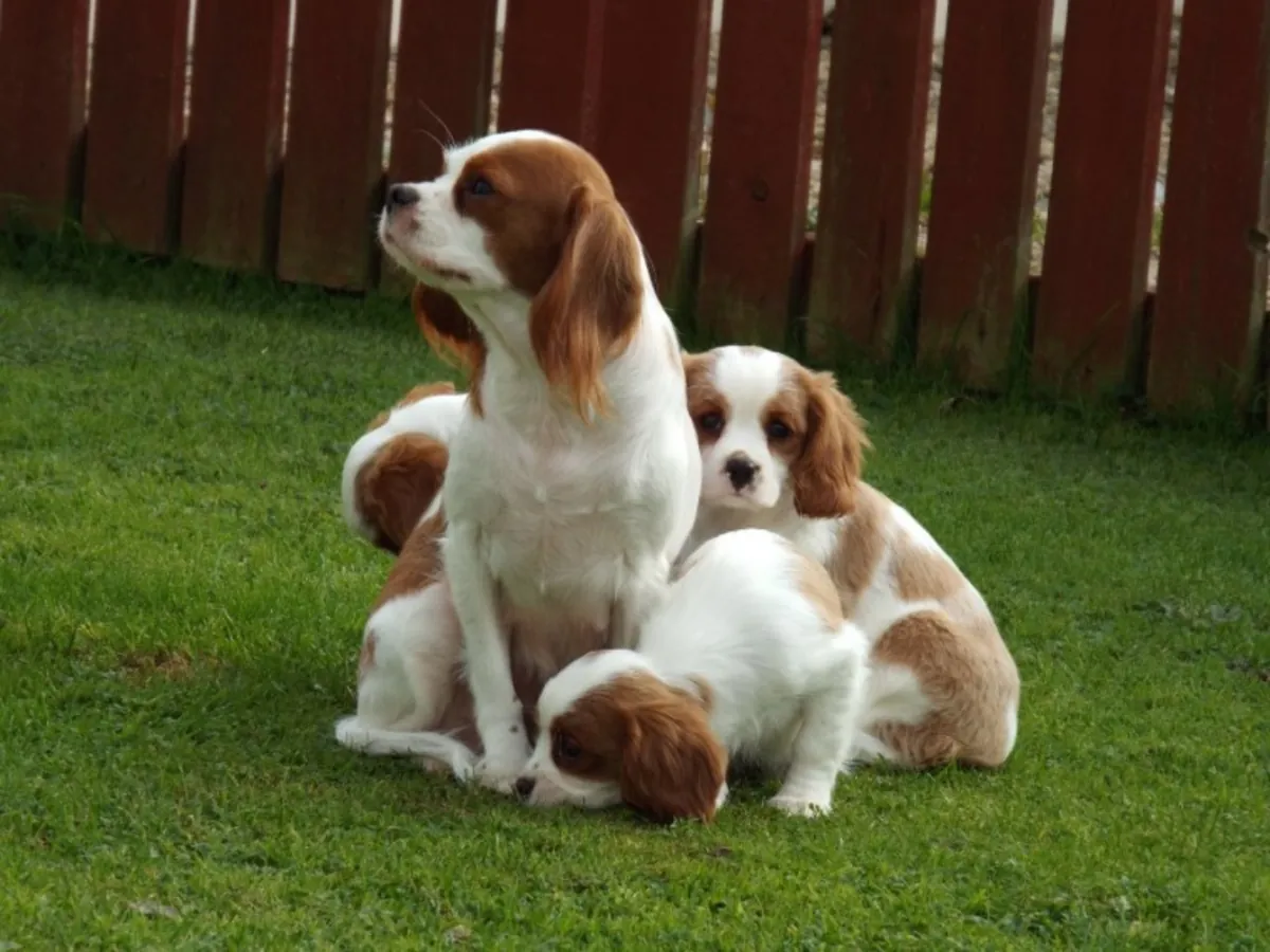 Cuccioli di Cavalier King Charles Spaniel in adozione