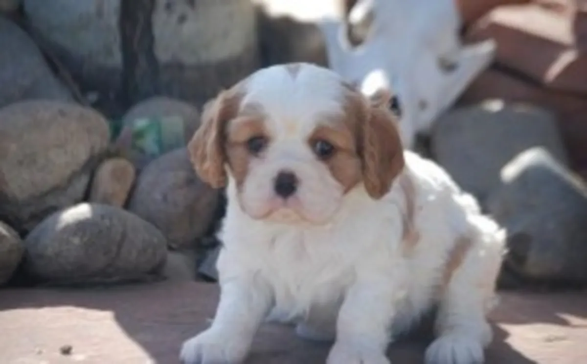 Cuccioli di Cavalier King Charles Spaniel in adozione
