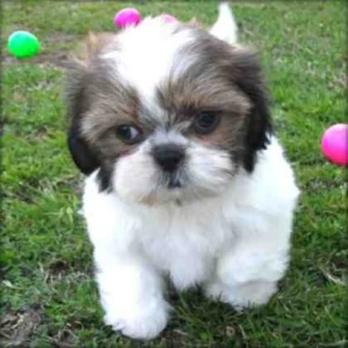 Cuccioli di Shih Tzu addestrati in casa