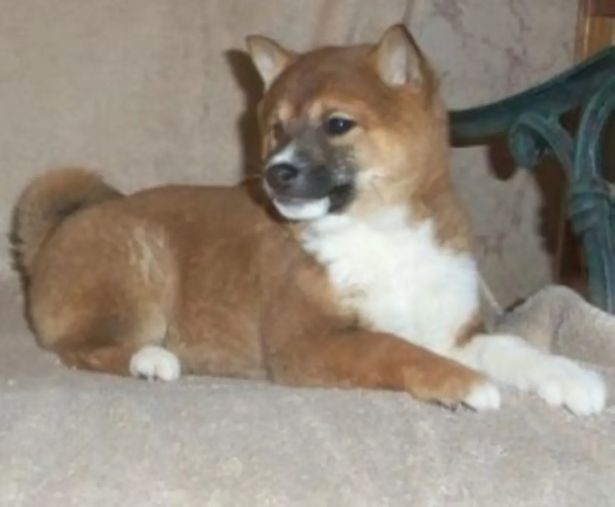 Adorabili cuccioli di Shiba Inu registrati