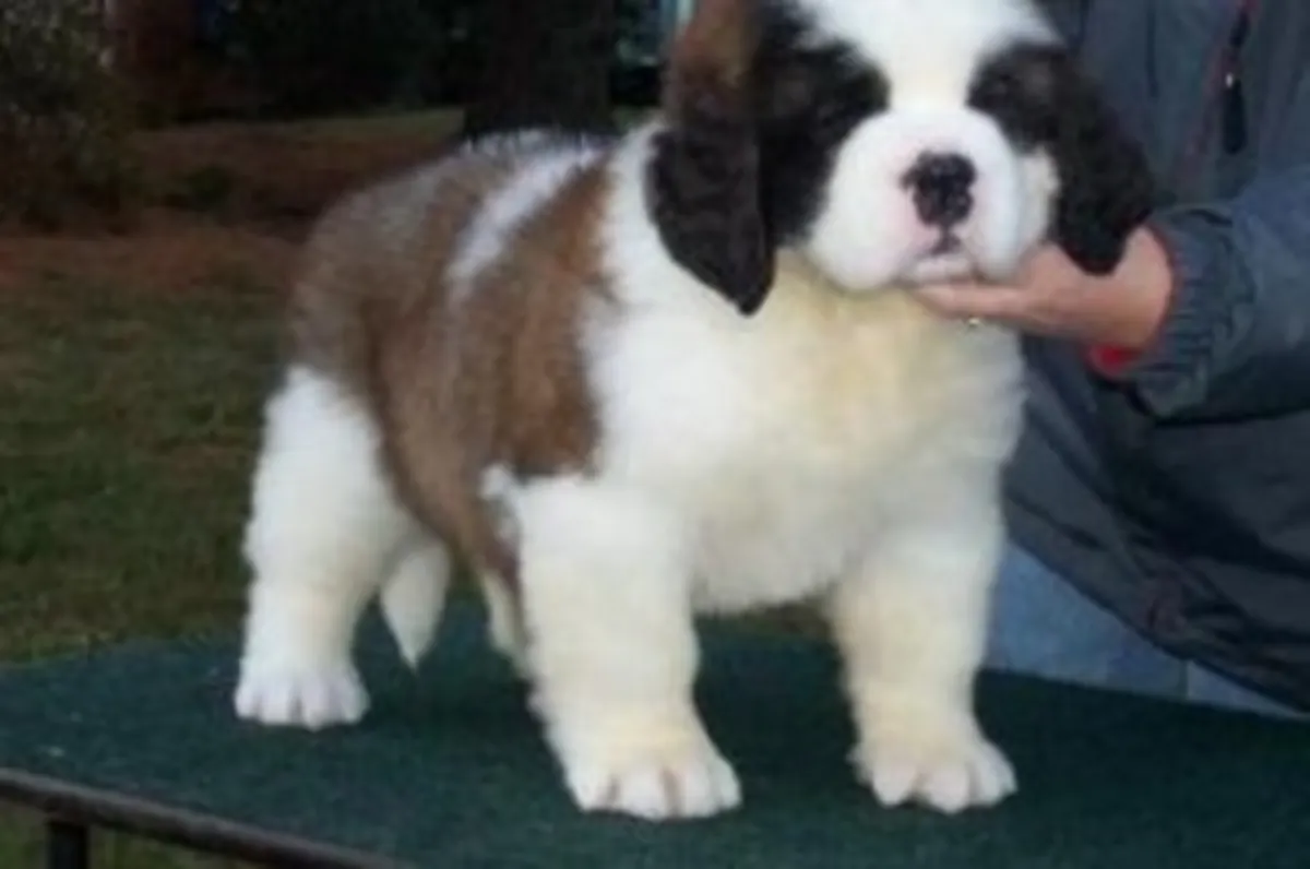 Cuccioli di San Bernardo