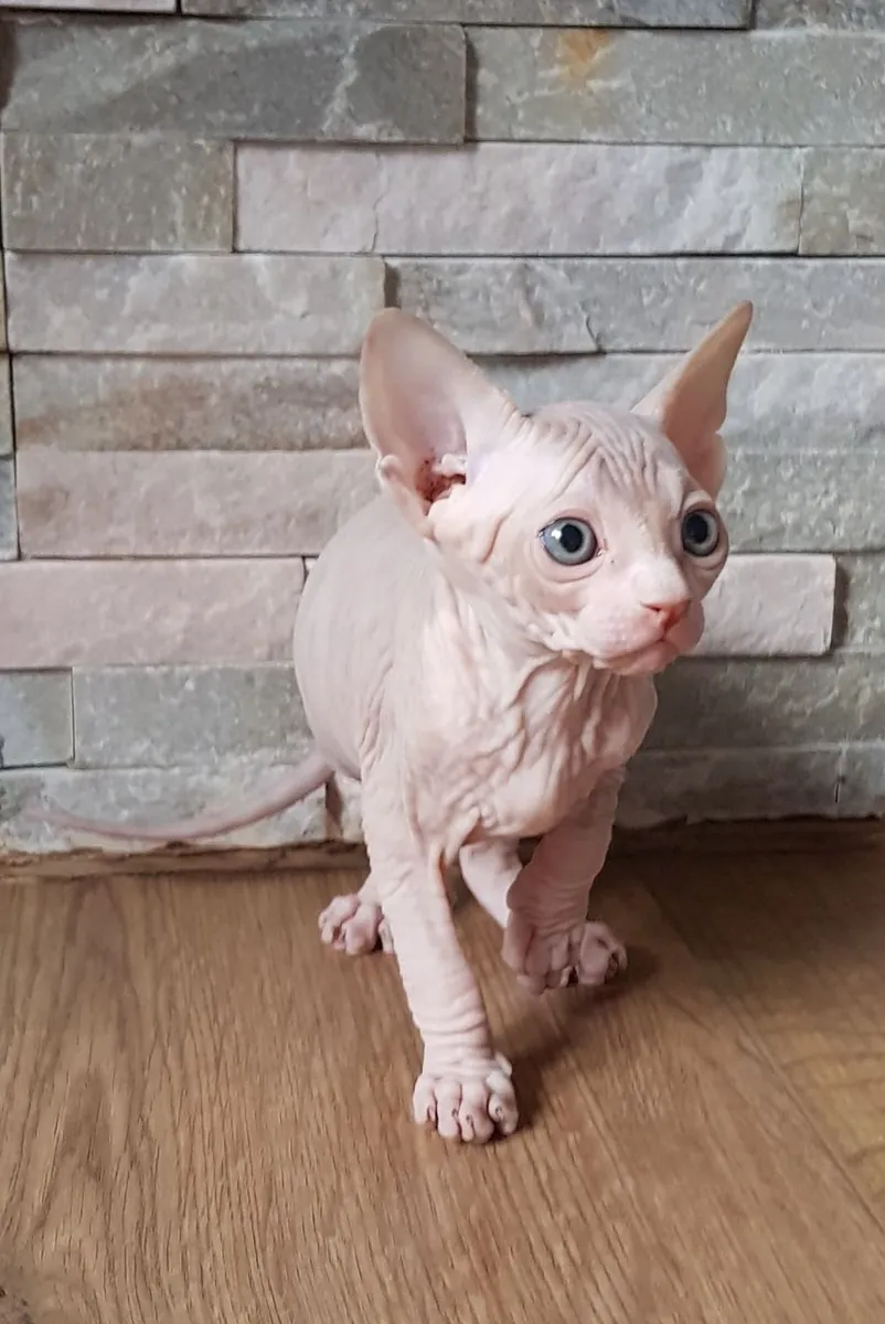 Sevimli Sphynx kedileri