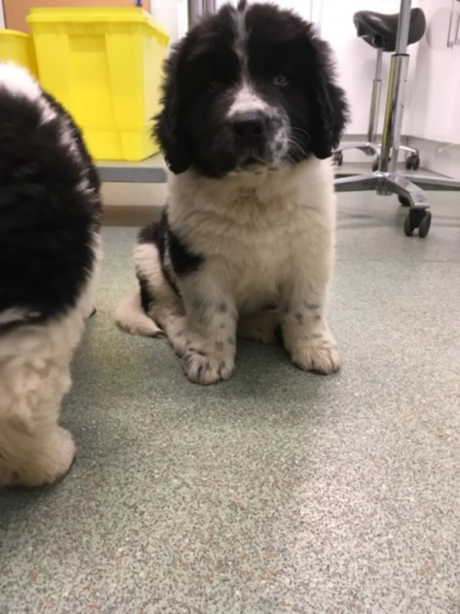 Chiots Terre-Neuve