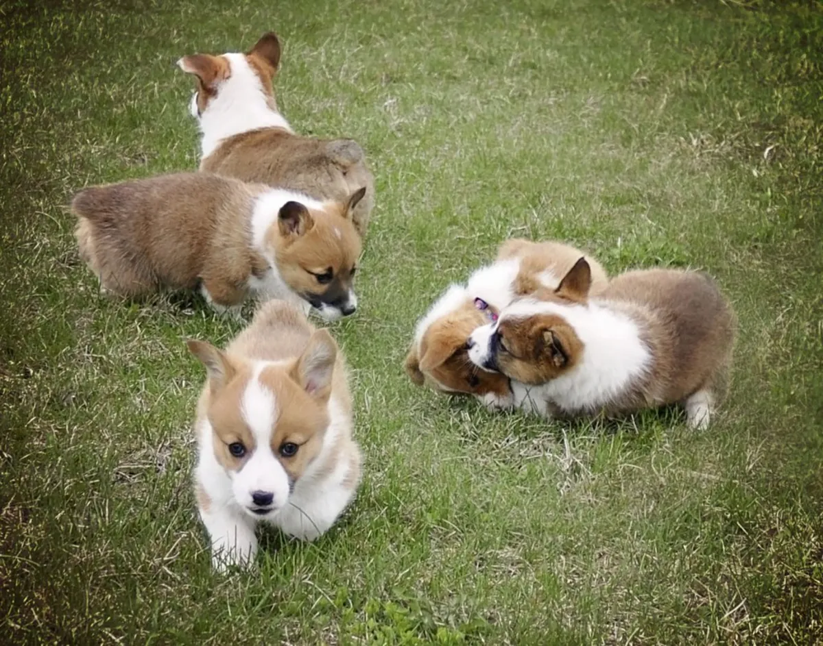 Pembroke Welsh Corgi in cerca di una nuova casa