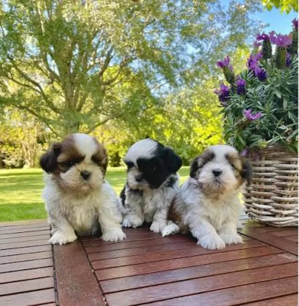 Cachorros de Shih Poo