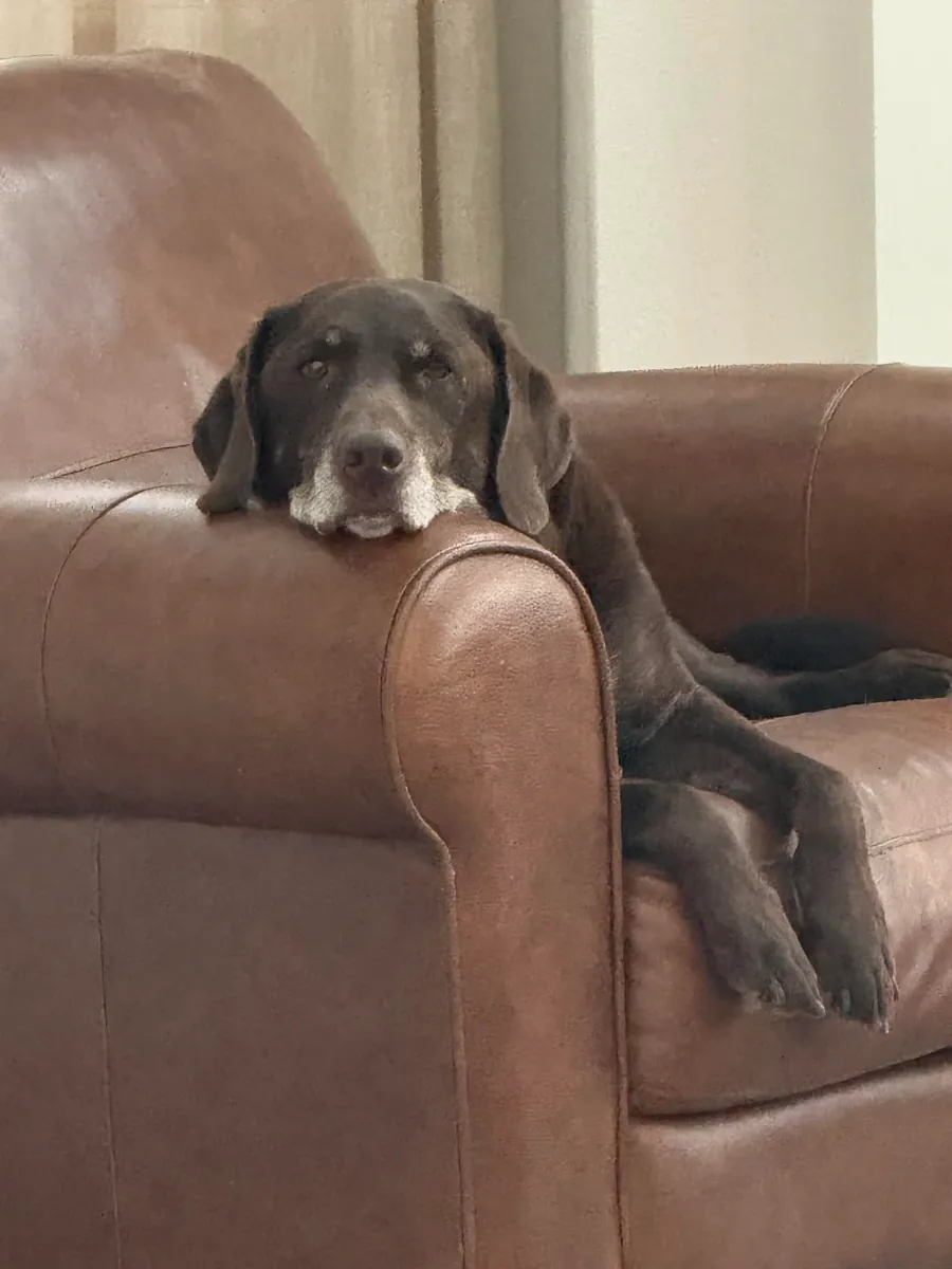 Labrador habitué à la vie de maison