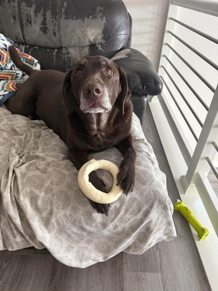 Labrador habitué à la vie de maison