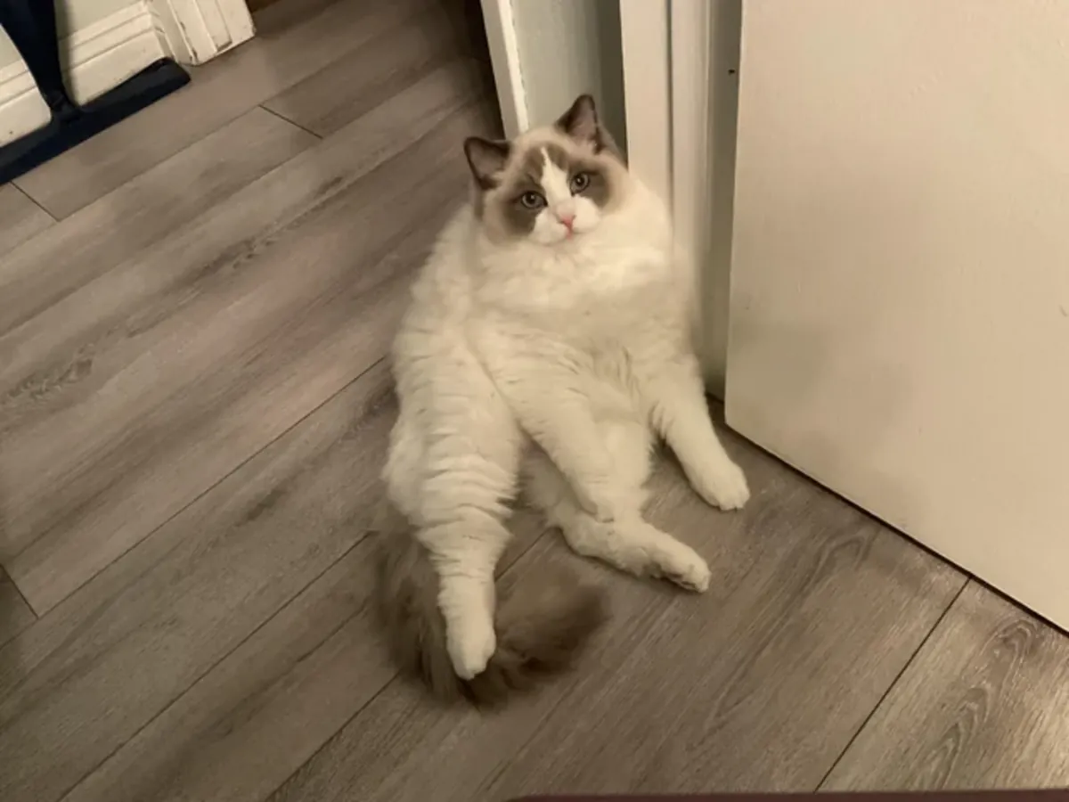 Chat ragdoll calme pour foyer tranquille