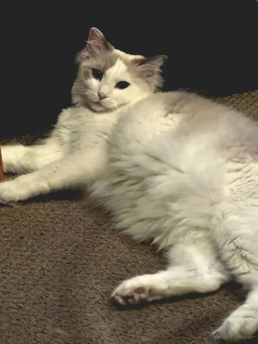 Chat ragdoll calme pour foyer tranquille