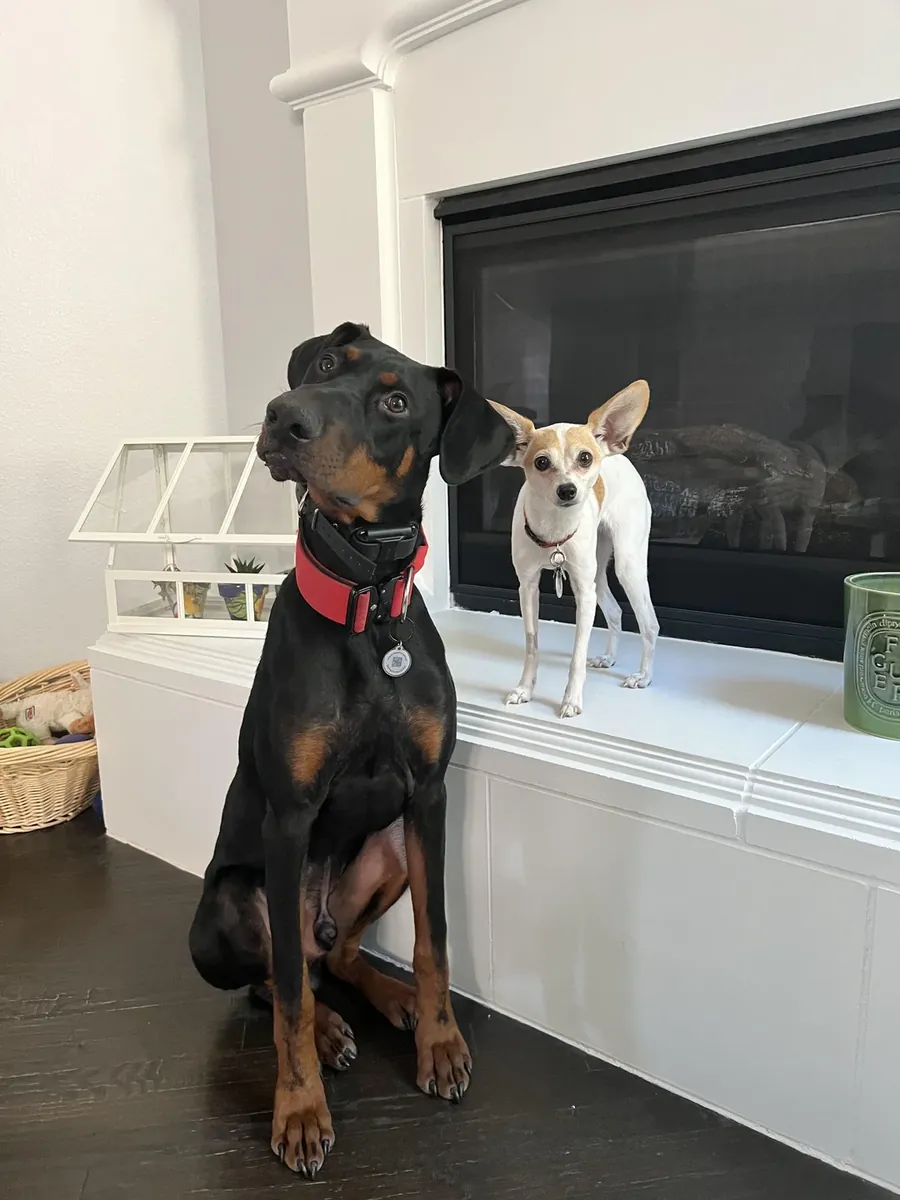 Doberman élevé dans un environnement familial