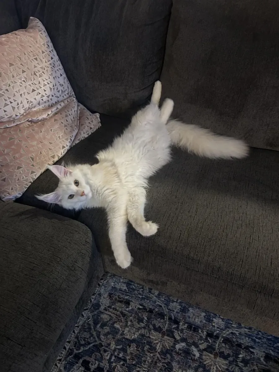 Chat maine coon habitué à la vie en appartement