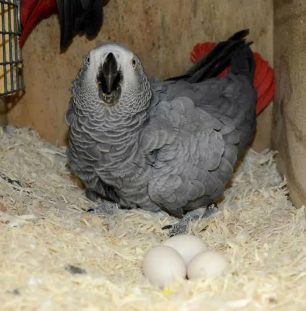Parrots and parrot eggs for sale