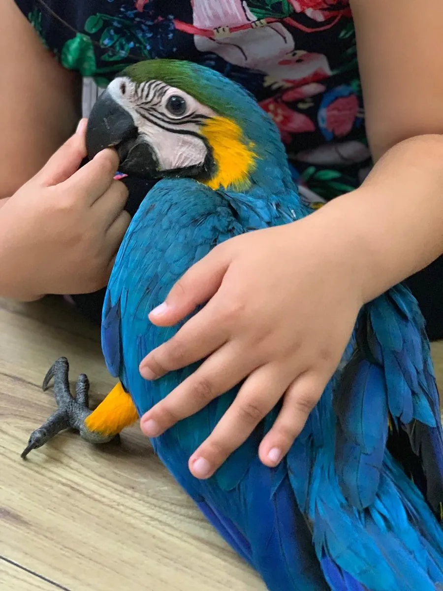 Splendid blue and yellow Ara parrots
