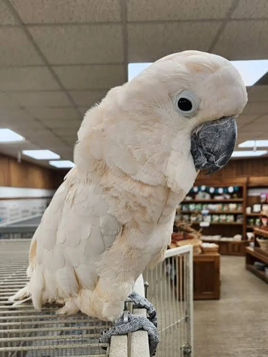 Adorable cockatoo parrots