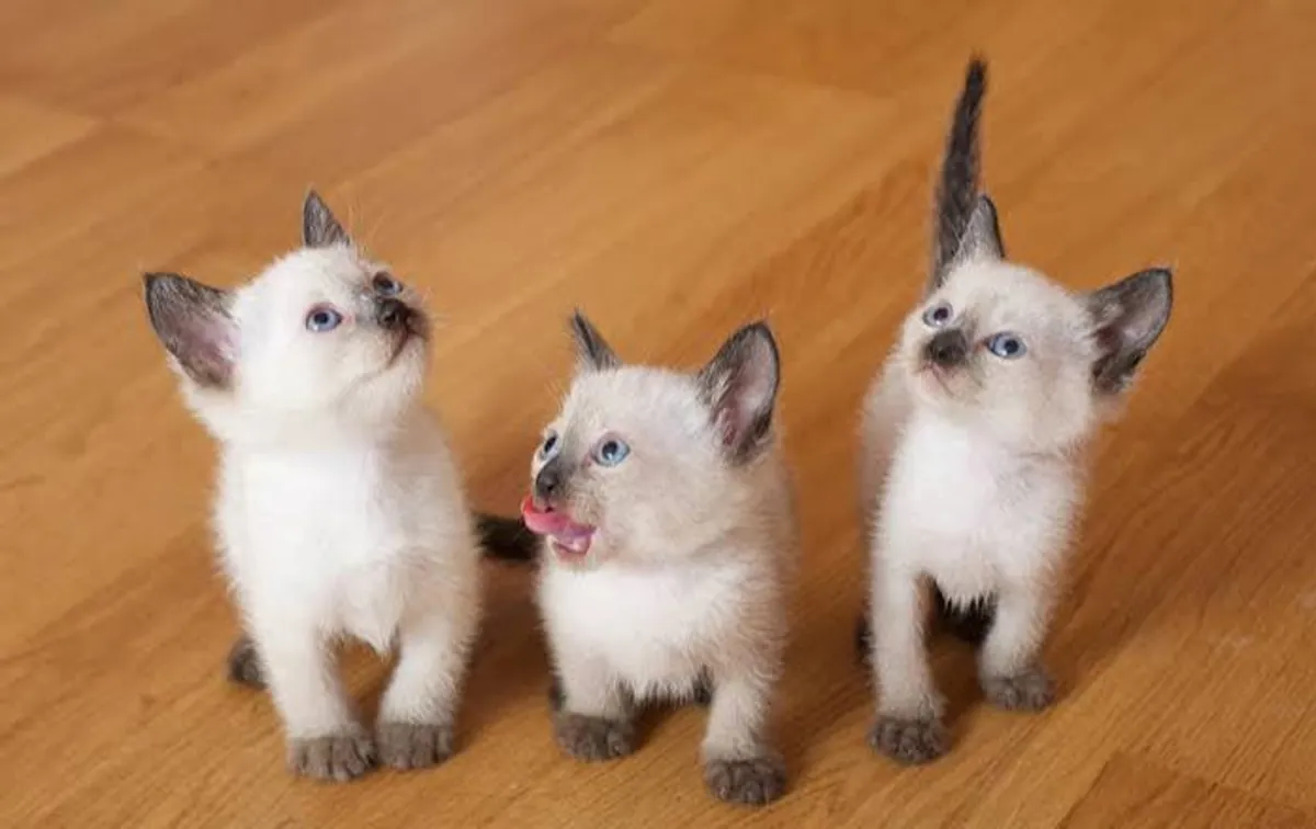 Gatitos Siameses