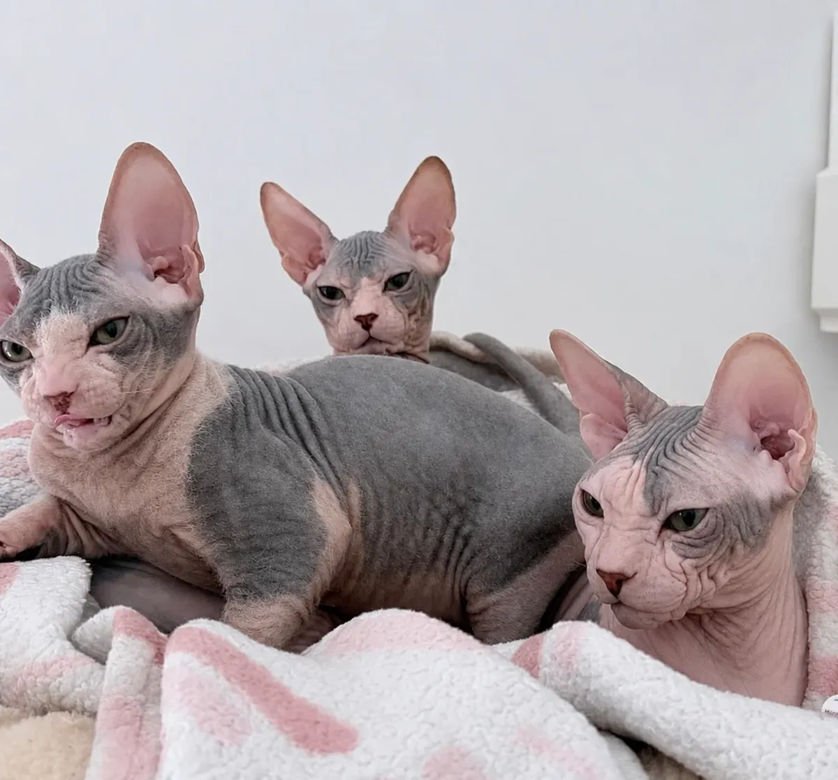Güzel Sphynx Mevcut
