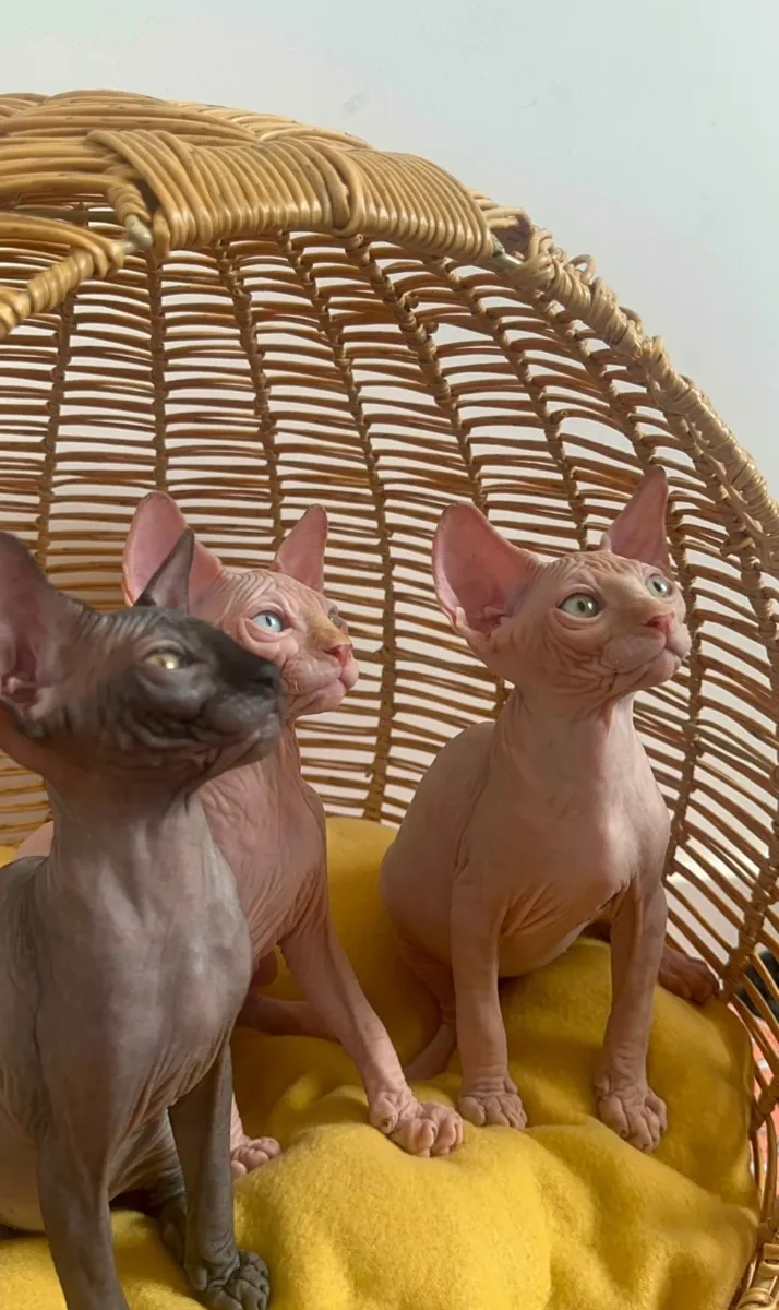 Güzel Sphynx Mevcut