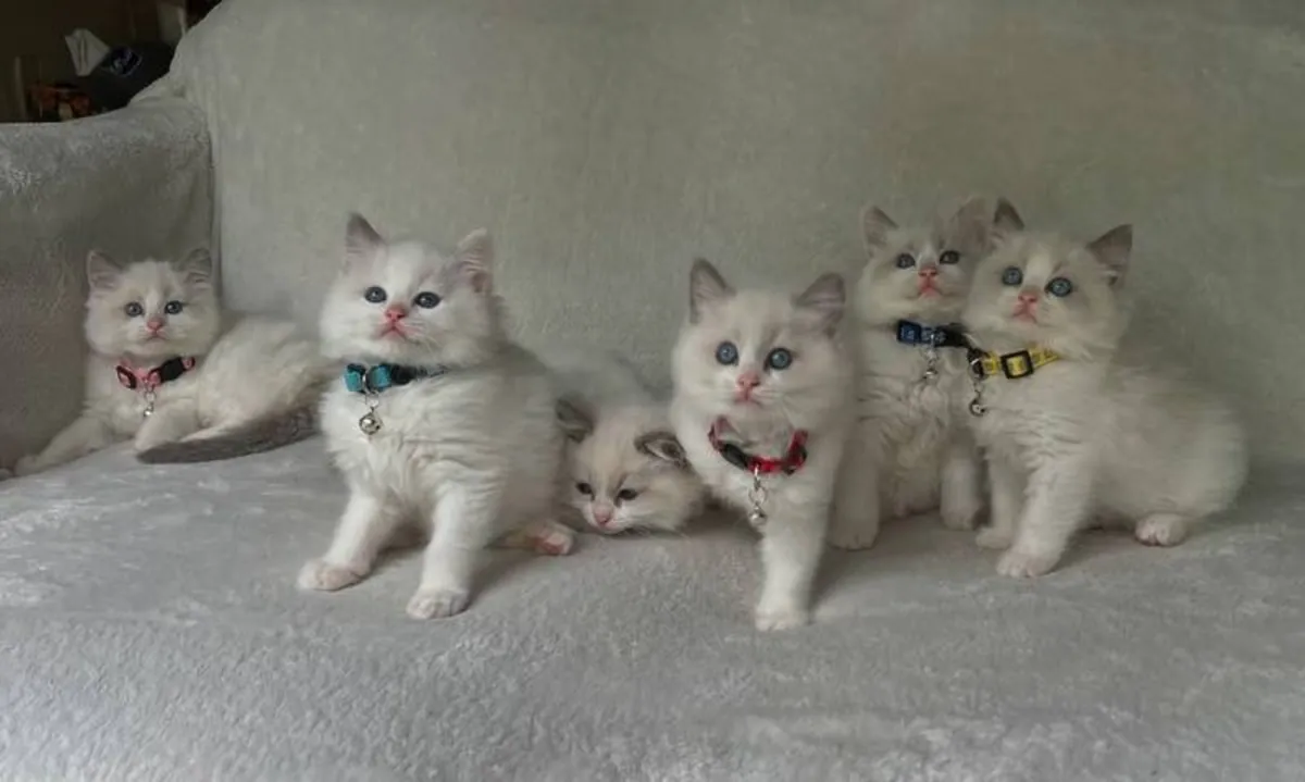 Красивые котята Рэгдолл