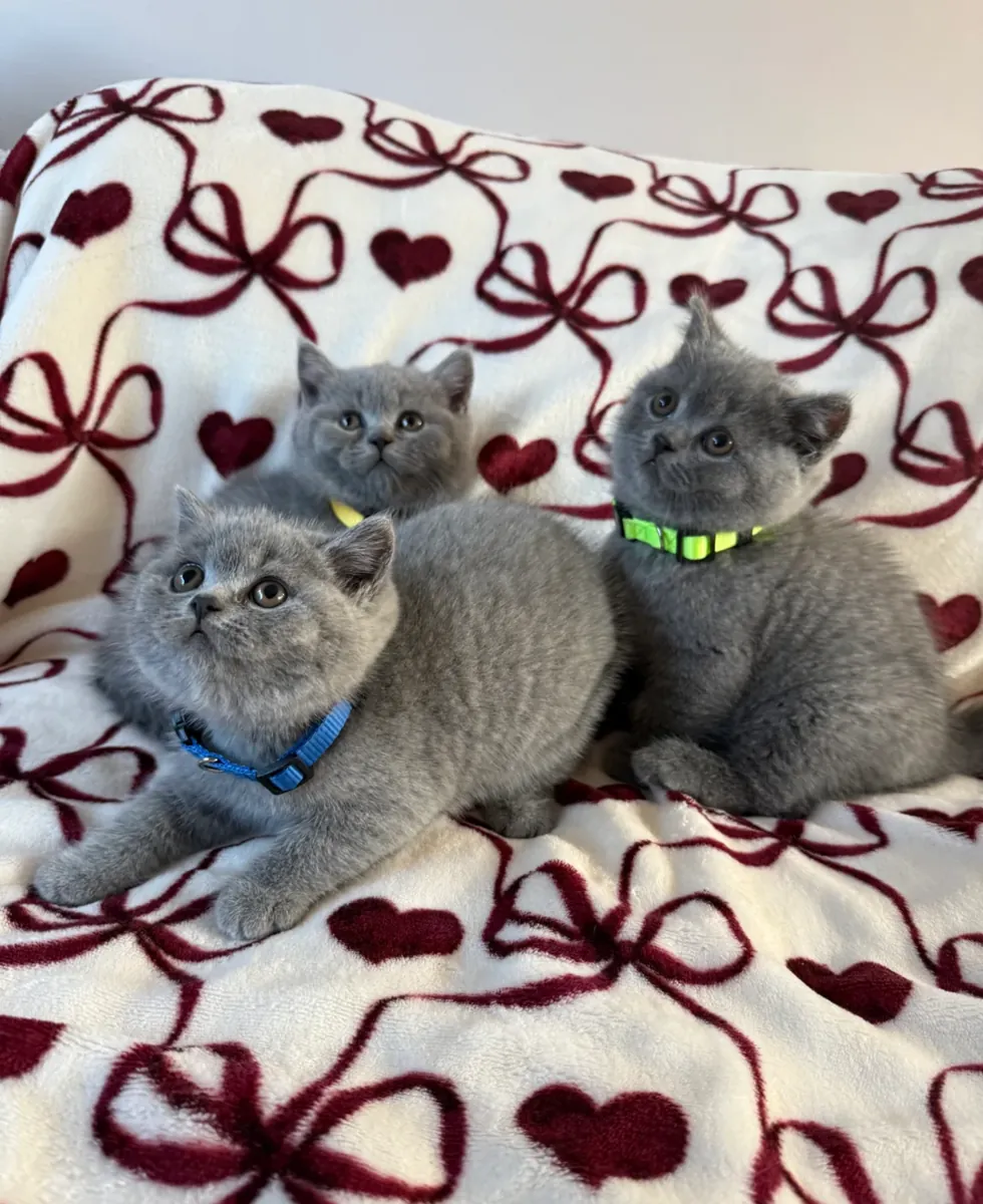 Blue british shorthair kittens (jessicabaynton2@gmail.com)
