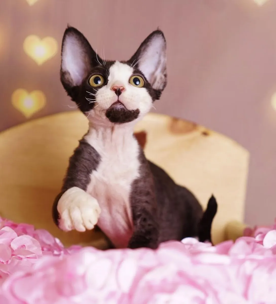 💛 Hermosos gatitos Devon Rex 💛(jessicabaynton2@gmail.com)💛