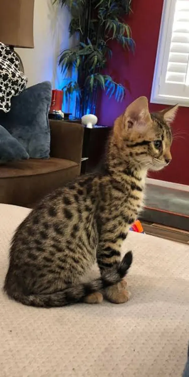 Mevcut Savannah Yavruları