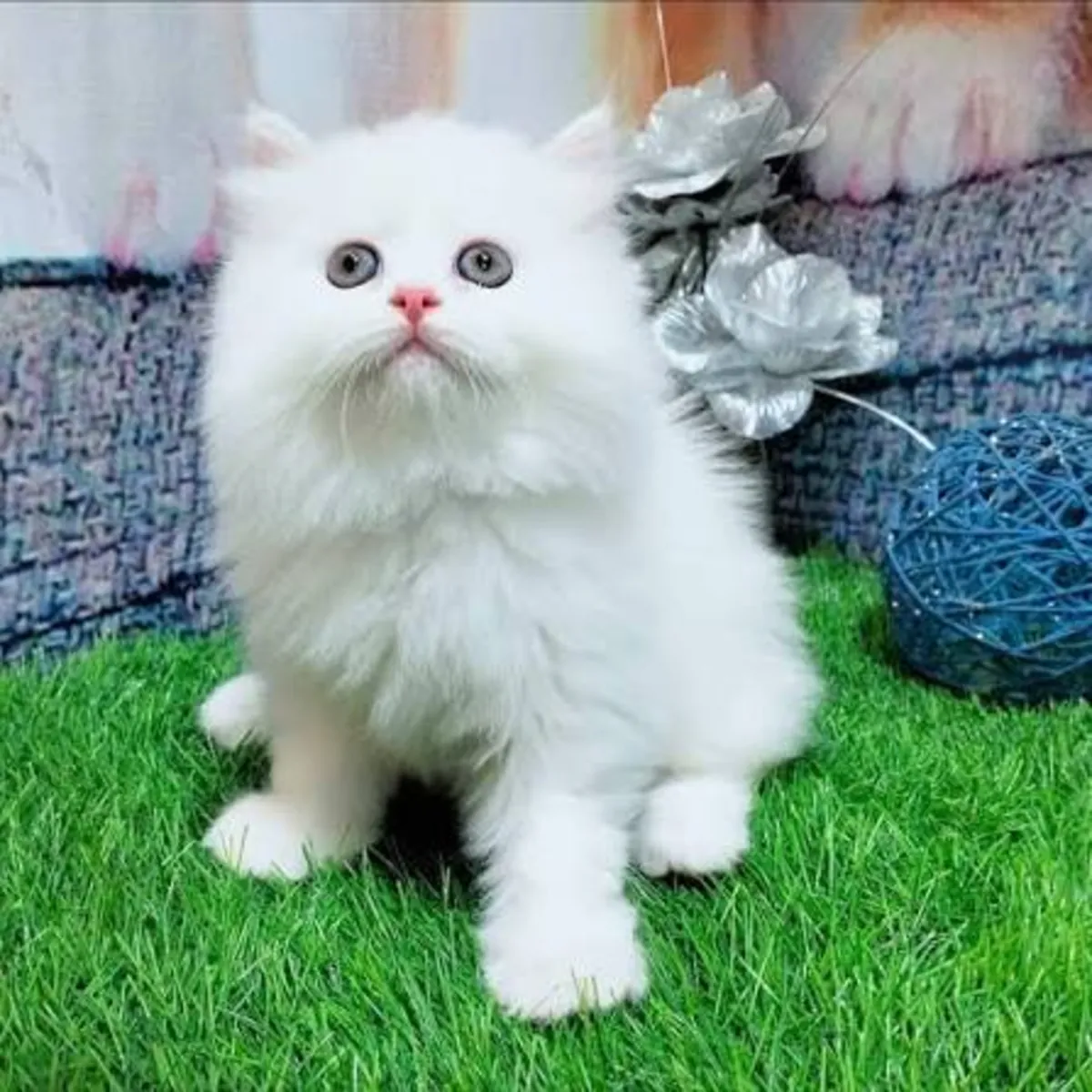 Persian kedicikler