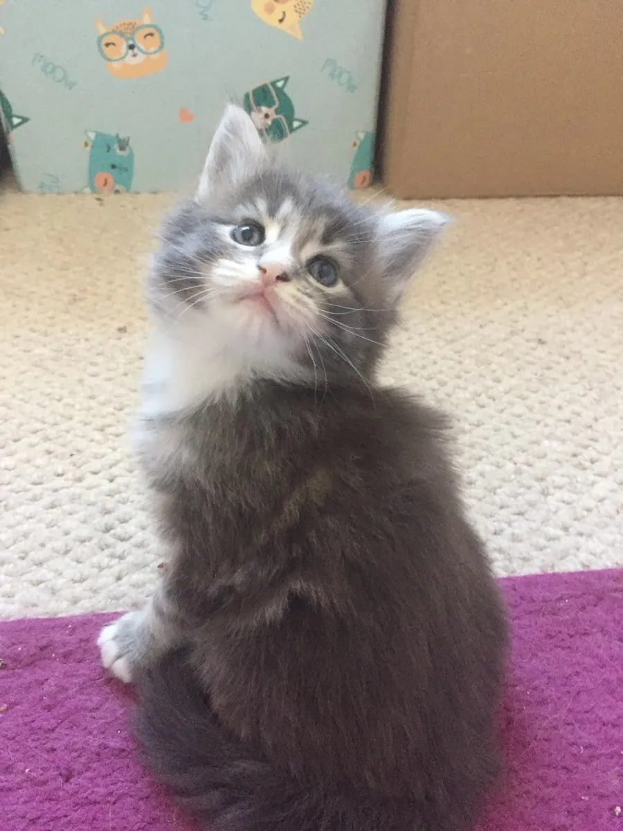 Maine Coon kittens for Sale (jessicabaynton2@gmail.com)