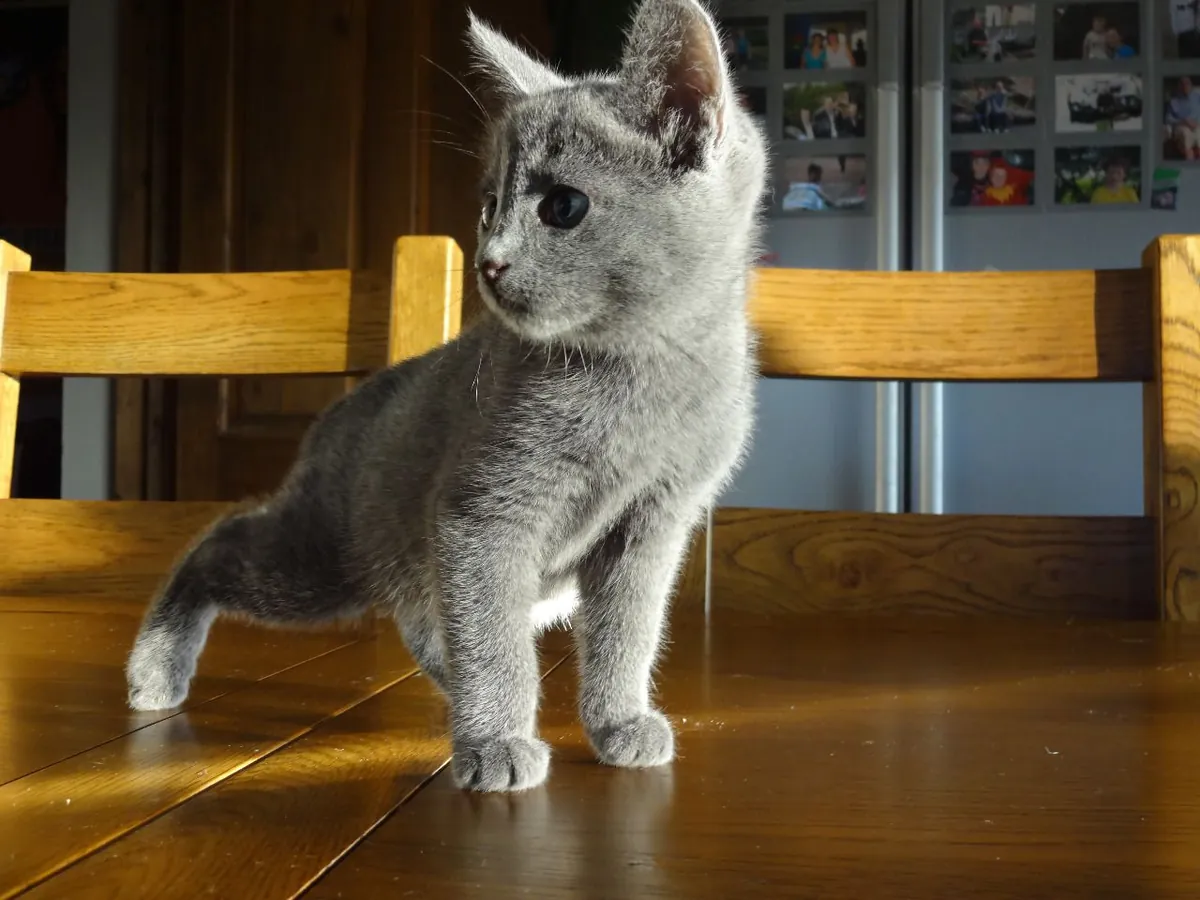 🐾 Hermosos Gatitos Azul Ruso (jessicabaynton2@gmail.com)🐾