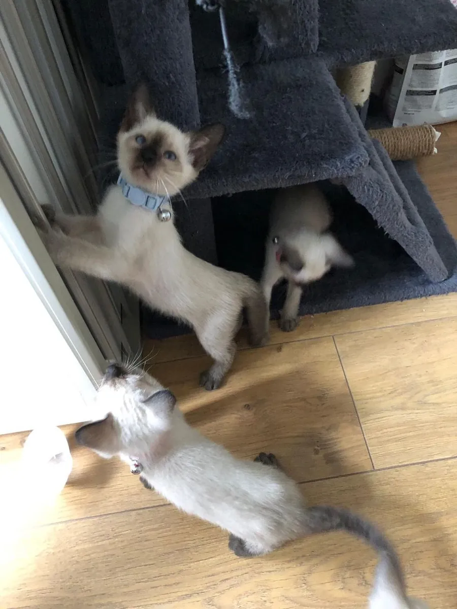 暹罗小猫