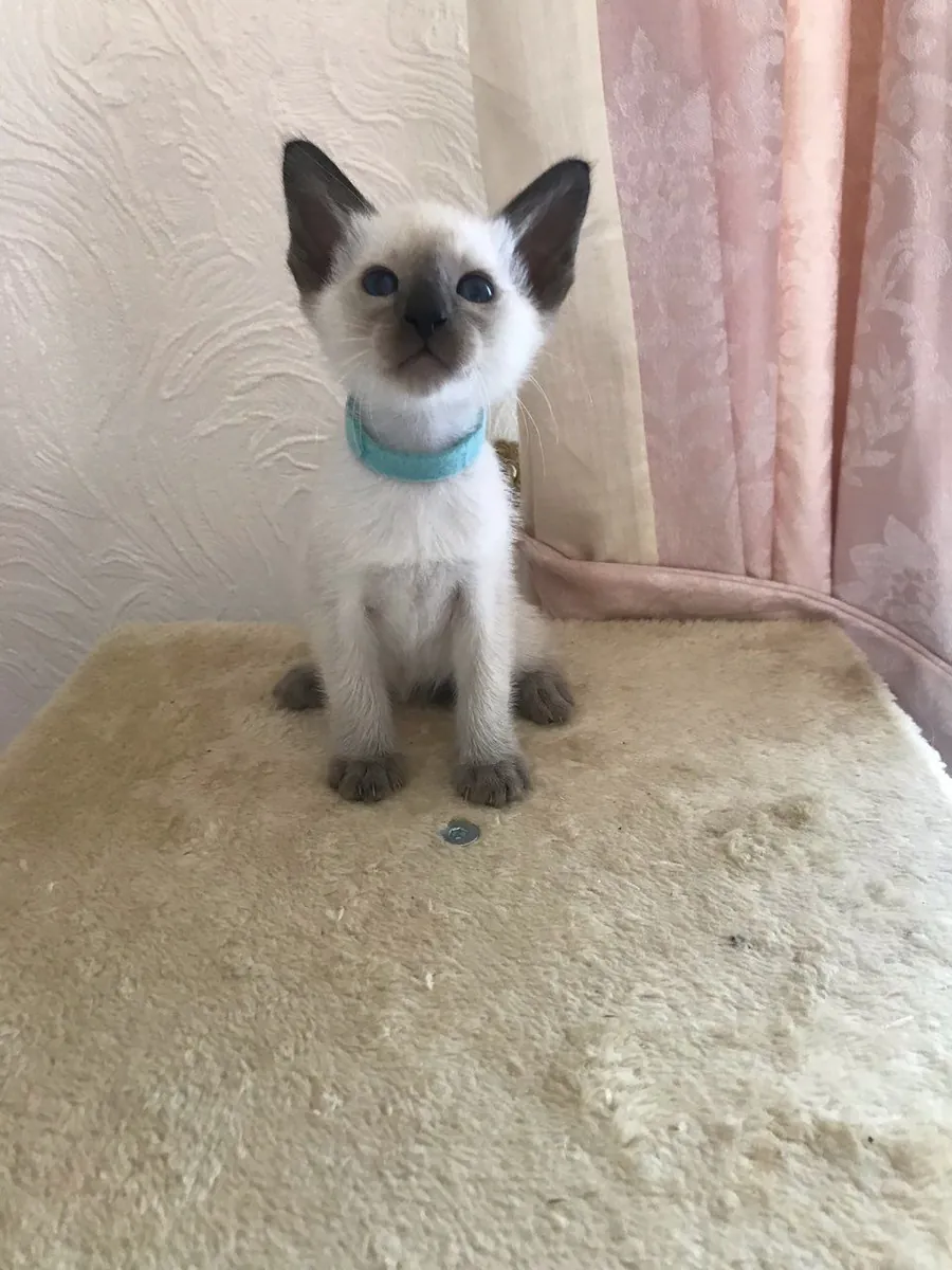 暹罗小猫
